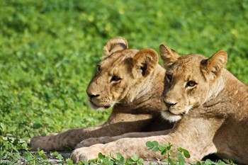Lion chobe Botswana 00_ed3c6_md.jpg